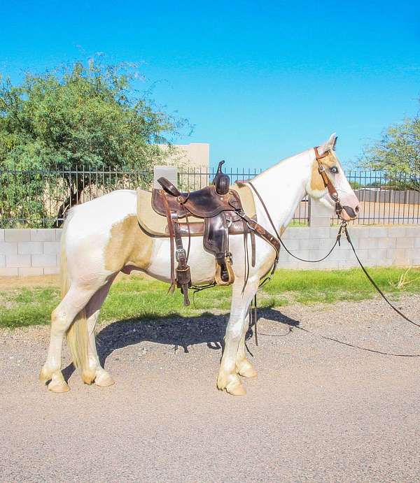 gypsy-vanner-gelding