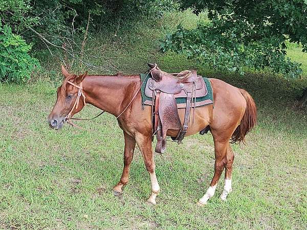 draft-trail-quarter-horse