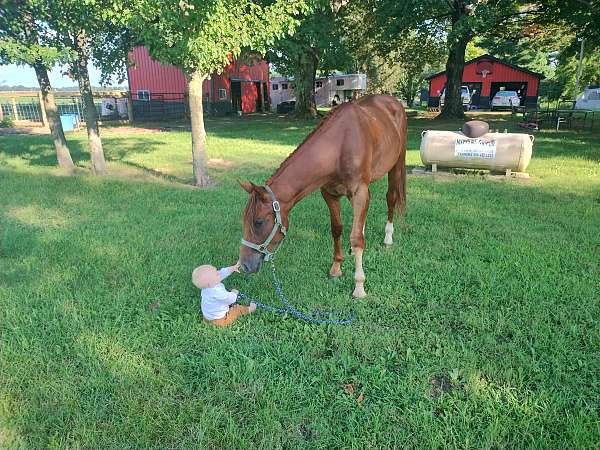 quarter-horse-gelding