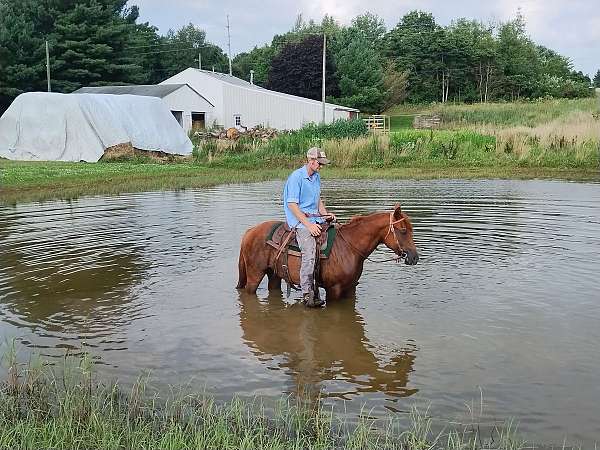 gelding