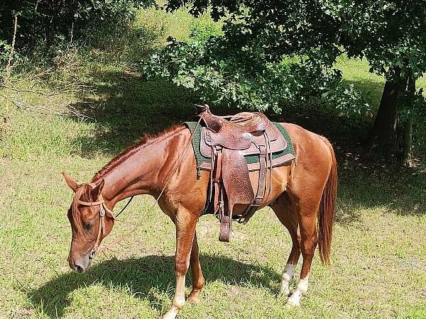 quarter-horse-for-sale