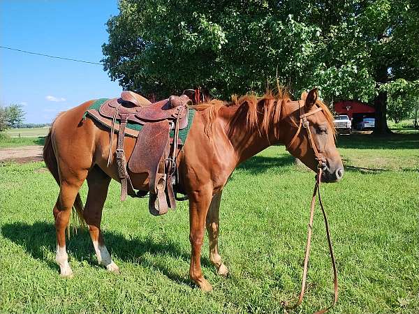 draft-trail-horse