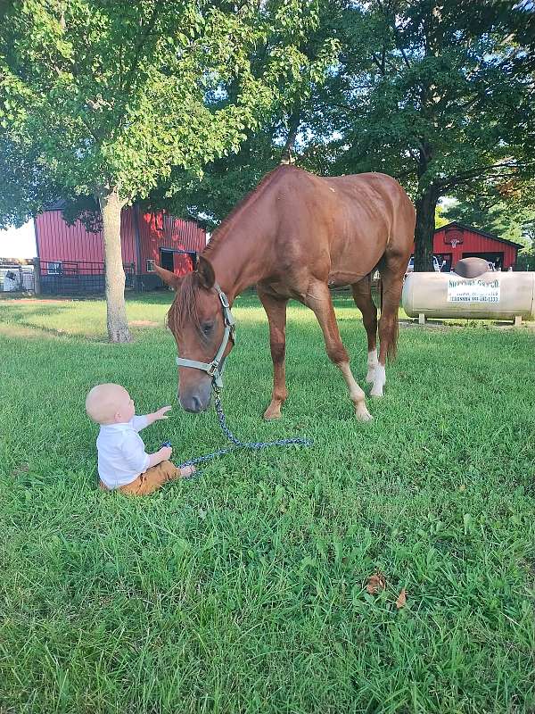 quarter-horse