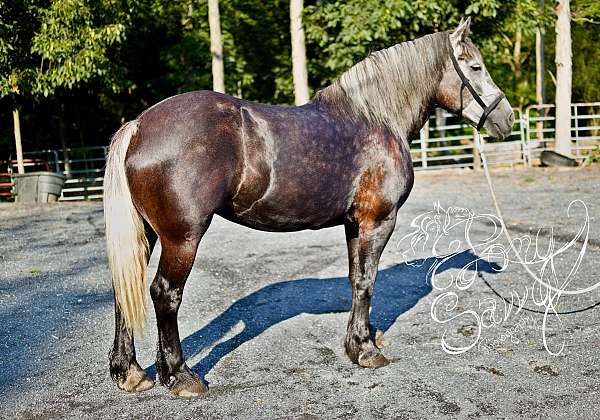 all-around-percheron-horse