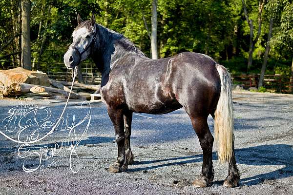 athletic-percheron-horse