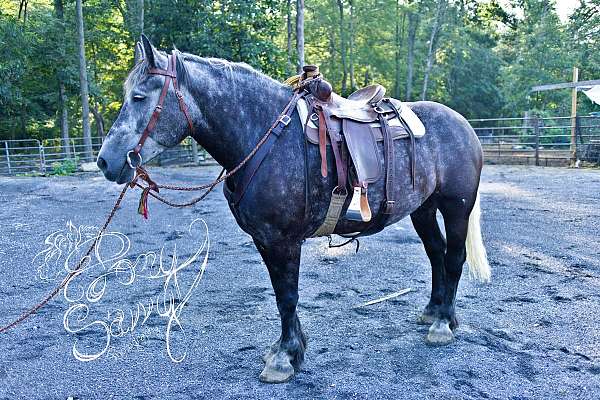 draft-percheron-horse