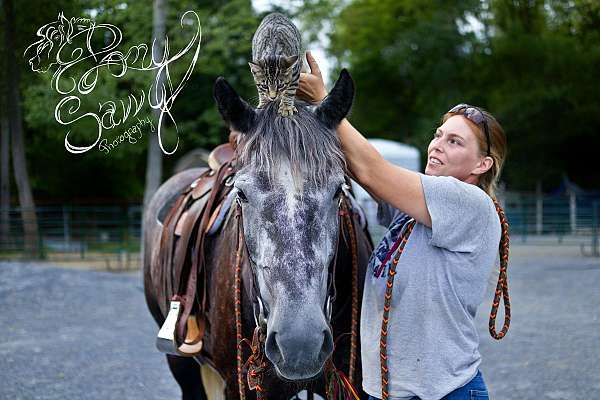 driving-percheron-horse