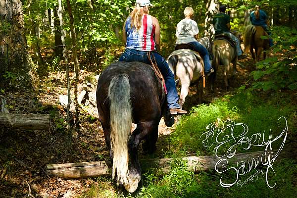 harness-percheron-horse