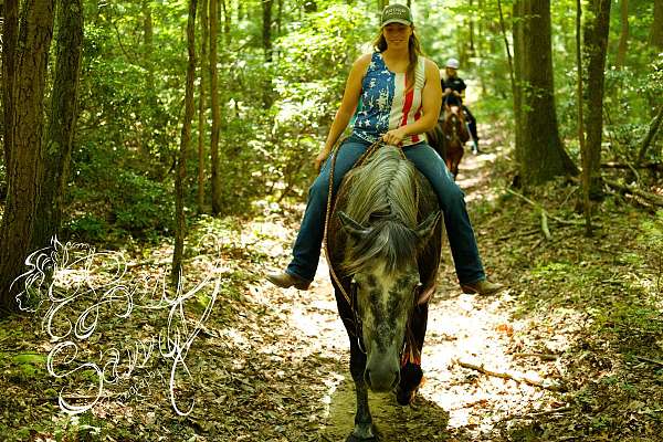 pleasure-driving-percheron-horse