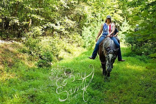 ranch-work-percheron-horse