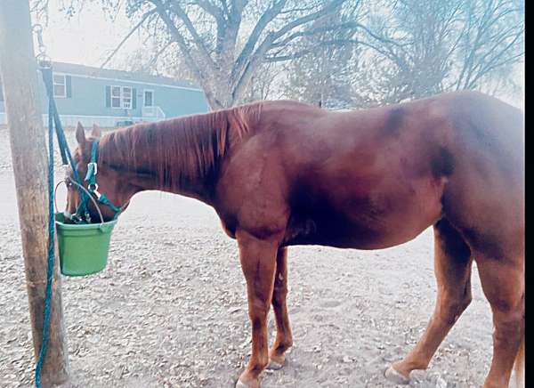 aqha-quarter-horse