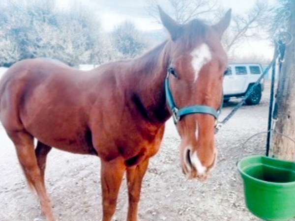 chestnut-strip-horse