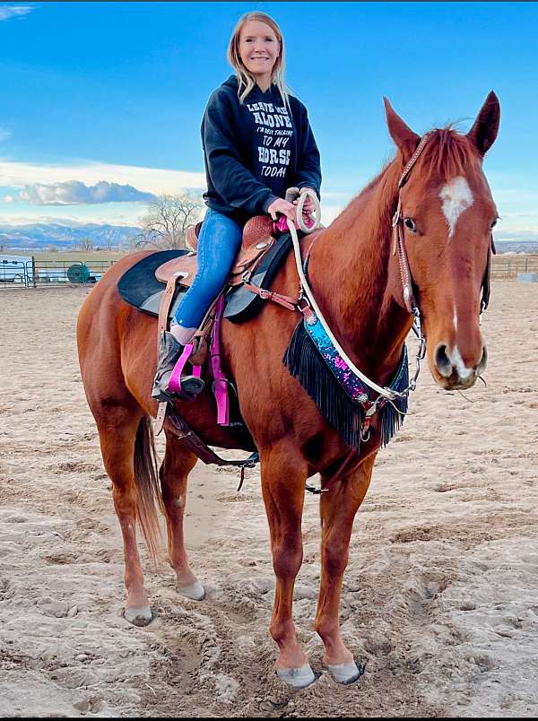 aqha-gelding-quarter-horse