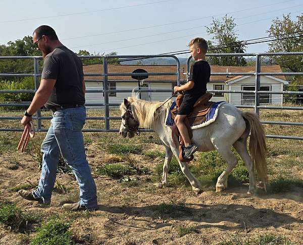 affordable-appaloosa-pony