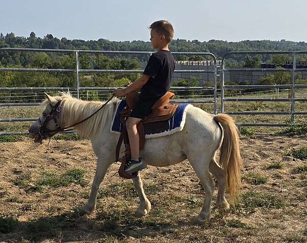 anyone-appaloosa-pony