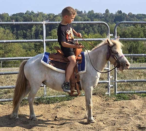 anything-appaloosa-pony