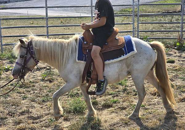 attitude-appaloosa-pony