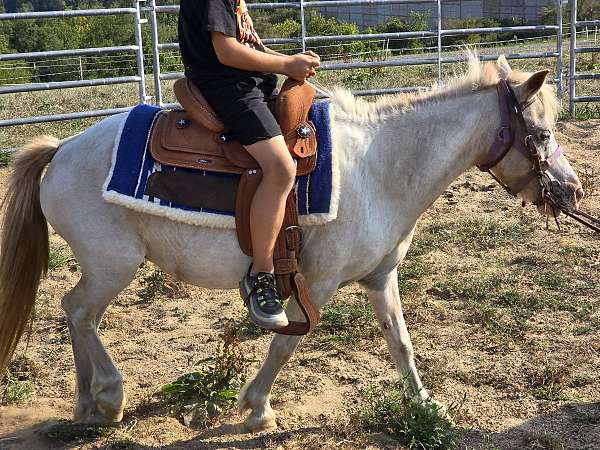 back-appaloosa-pony