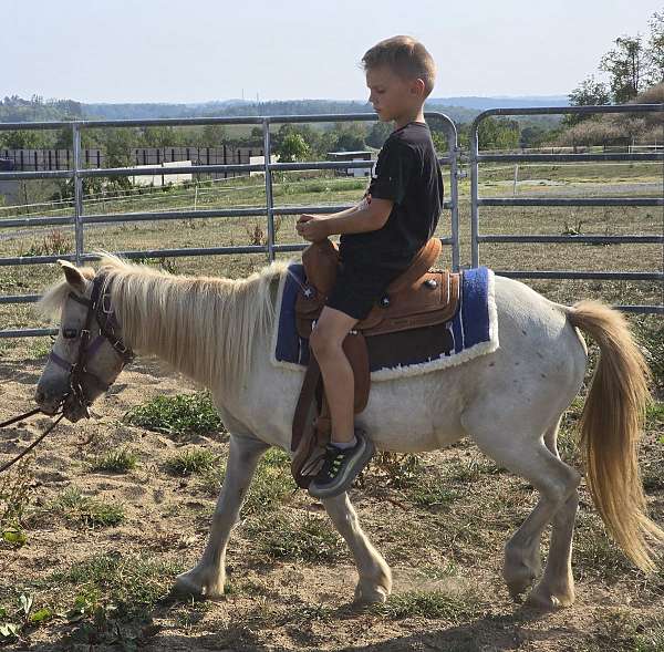 beginner-friendly-appaloosa-pony