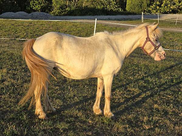 beginner-novice-appaloosa-pony