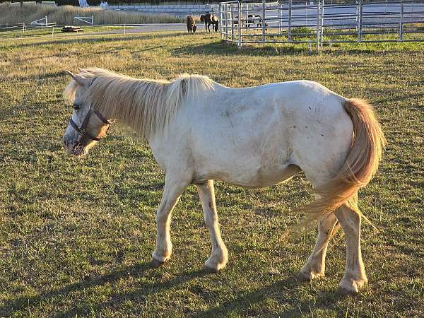 beginner-safe-kid-pony-appaloosa