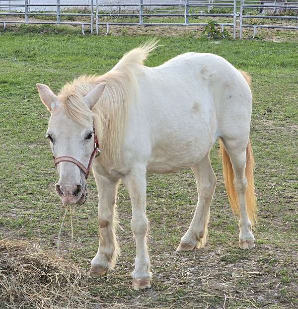 affordable-appaloosa-pony