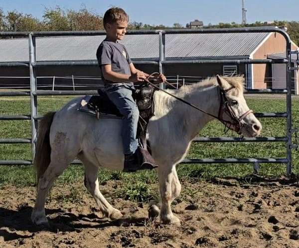 anyone-appaloosa-pony