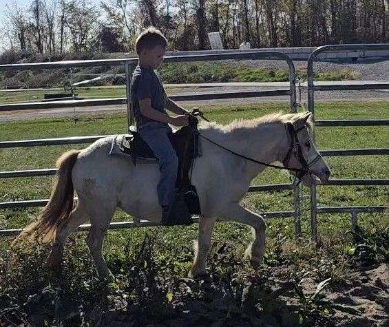 attitude-appaloosa-pony