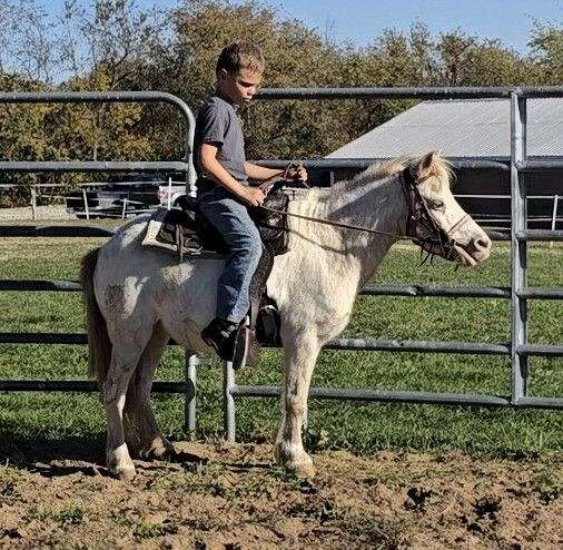 back-appaloosa-pony