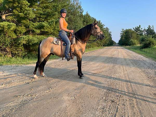 all-around-missouri-fox-trotter-horse