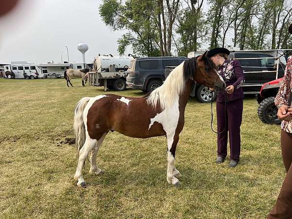 shetland-pony-gelding