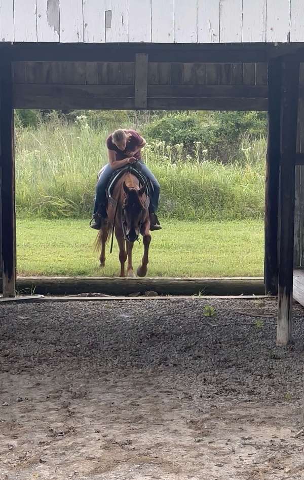 all-around-quarter-pony