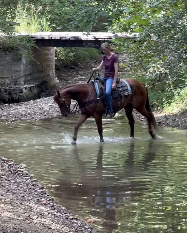 cowboy-mounted-shooting-quarter-pony