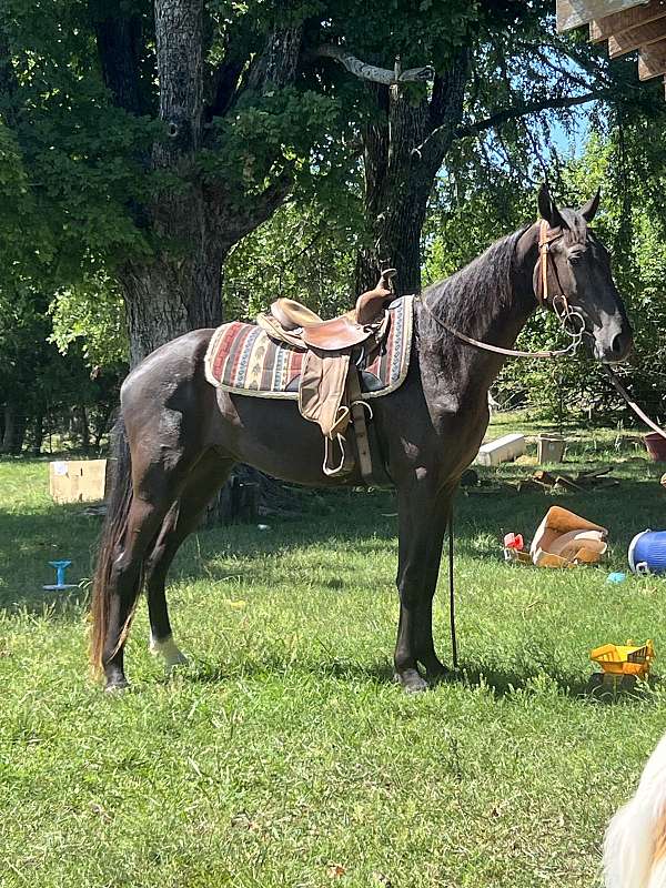 the-phenomenal-tennessee-walking-horse