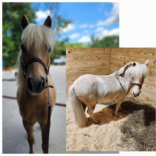 palomino-miniature-gelding