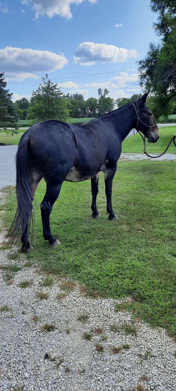 trail-trail-riding-mule