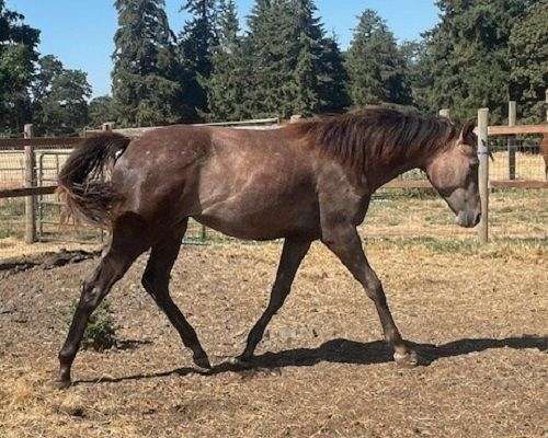 16-hand-quarter-horse-colt