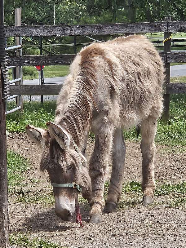 donkey-gelding