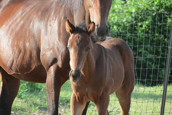 all-around-thoroughbred-horse