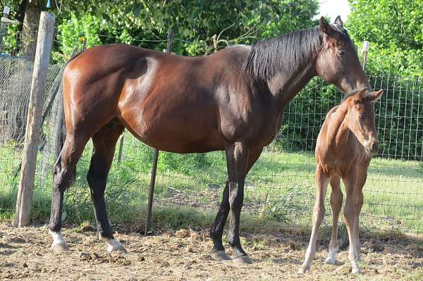 bay-thoroughbred-colt