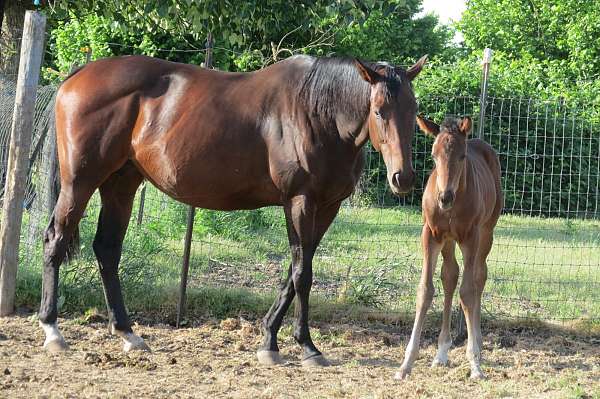 bay-all-around-horse