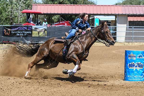 quarter-horse-gelding