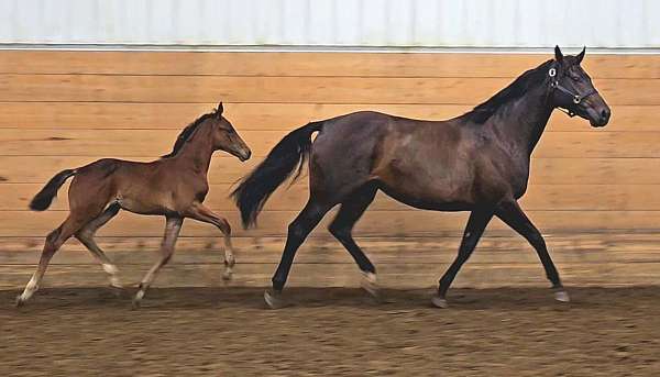 bay-oldenburg-colt-mare