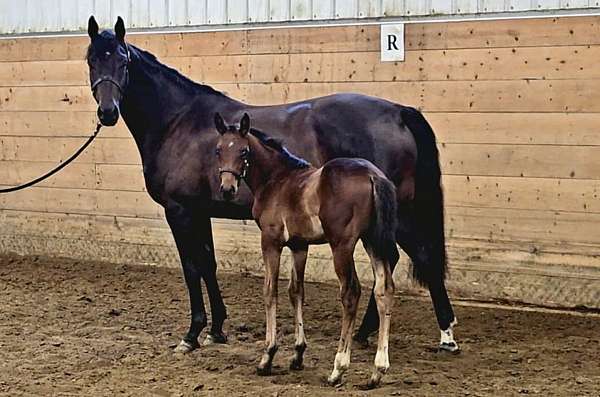 dressage-halter-oldenburg-horse