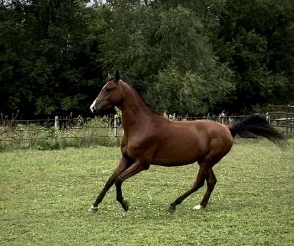 nice-gelding-arabian-horse