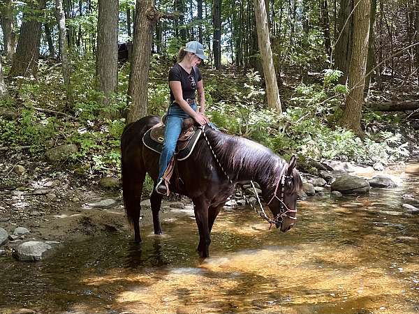 arena-thoroughbred-horse