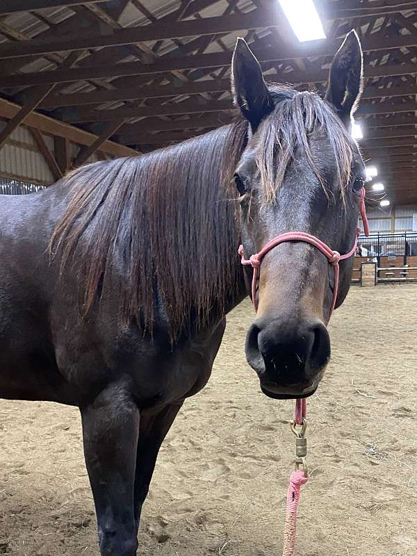 barefoot-thoroughbred-horse