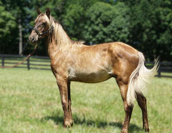 chocolate-homozygous-black-horse