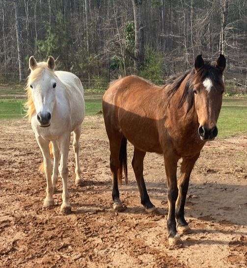 all-around-arabian-horse