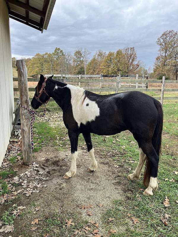 tobiano-horse